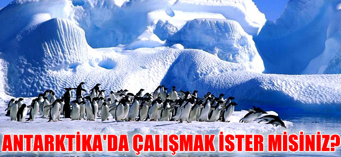Antarktika'da çalışacak 4 kişi aranıyor