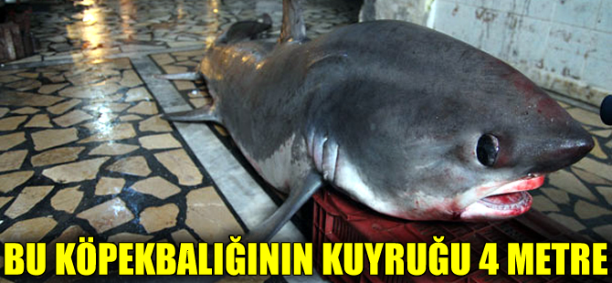 Mersin'de 4 metrelik testere kuyruklu köpekbalığı yakalandı