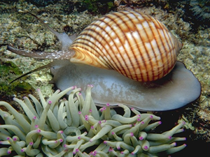 Deniz salyangozunun dişi dünyadaki en sert doğal madde