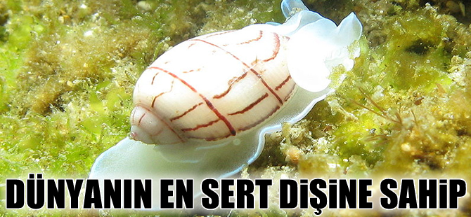 Deniz salyangozunun dişi dünyadaki en sert doğal madde