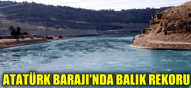 Atatürk Barajı’nda 7 milyon balık üretildi