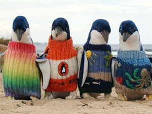 Petrol kirliliğine karşı penguenlere kazak ördü
