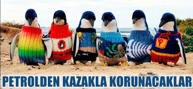 Petrol kirliliğine karşı penguenlere kazak ördü