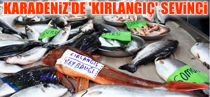 Karadeniz'de yeniden görülmeye başlanan Kırlangıç Balığı sevindirdi