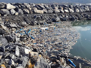 İskenderun Körfezi'nde  toplu balık ölümleri korkuttu