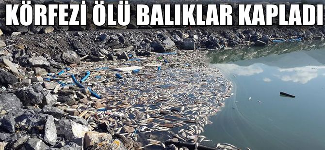 İskenderun Körfezi'nde  toplu balık ölümleri korkuttu