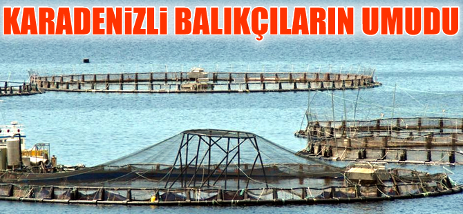 Karadenizli balıkçıların yeni umudu kültür balıkçılığı oldu