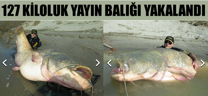 Po Nehri'nde 127 kilogram ağırlığında yayın balığı yakalandı