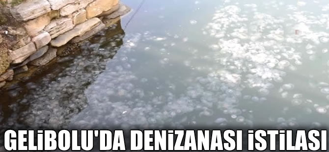 Gelibolu sahillerini denizanaları istila etti