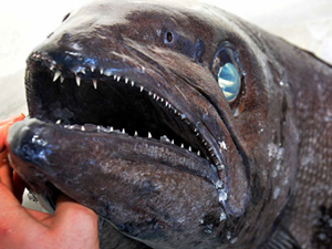 Türkiye sularında bir ilk! Yağ Balığı, Muğla açıklarında yakalandı