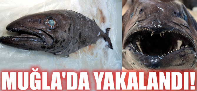 Türkiye sularında bir ilk! Yağ Balığı, Muğla açıklarında yakalandı