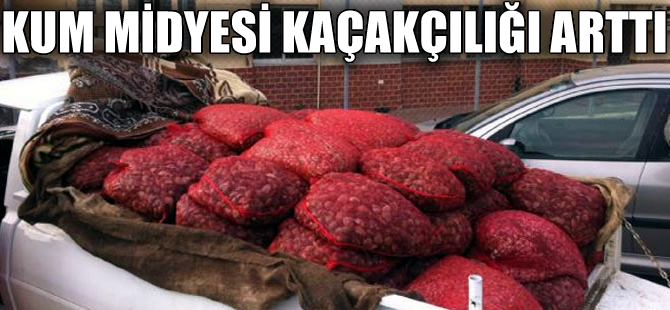 Kum midyesi kaçakçıların yeni gözdesi oldu