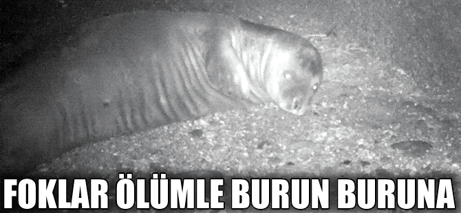 Marmara Denizi’ndeki Akdeniz Foku’nun hayatı tehlikede