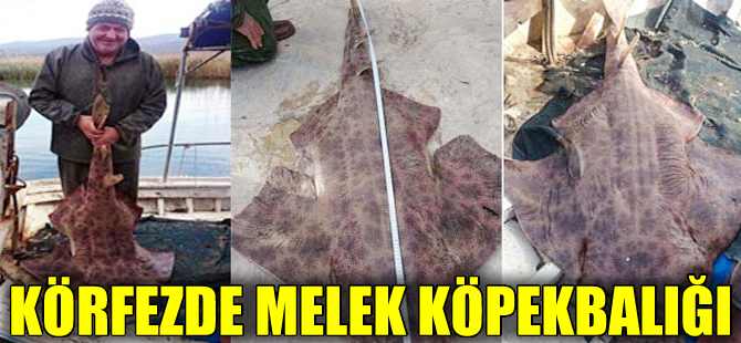 Gökova Körfezi'nde 'Melek köpekbalığı' yakalandı