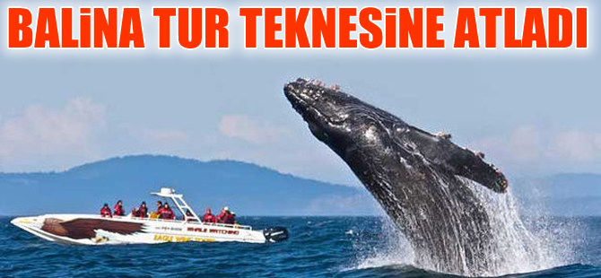 Meksika'da balina tur teknesine saldırdı: 1 ölü