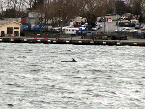 Boğazda yunuslar vapurla yarıştı