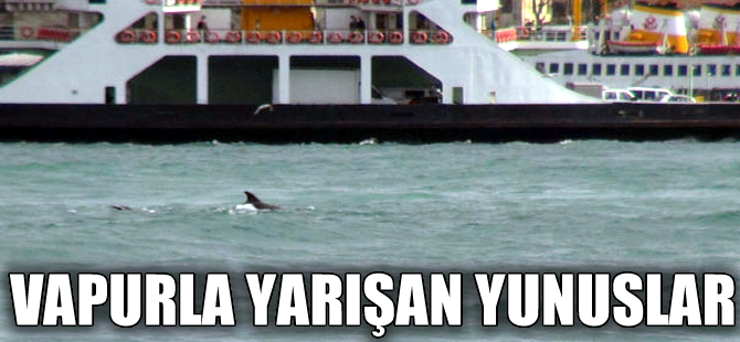 Boğazda yunuslar vapurla  yarıştı