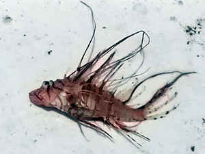 Balıkçılar dikkat: Kıyılarımız zehirli balık kaynıyor