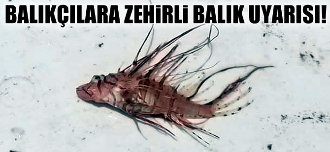 Balıkçılar dikkat: Kıyılarımız zehirli balık kaynıyor