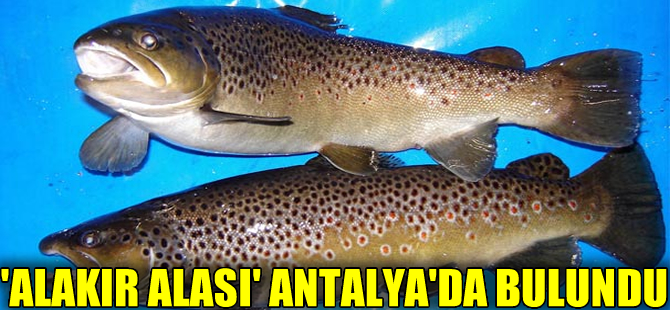 ‘Alakır alası’ olarak adlandırılan yeni bir endemik balık türü keşfedildi