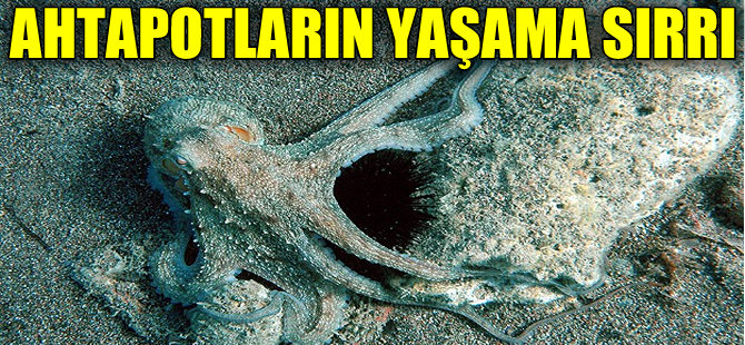 Antarktika ahtapotlarının donmamasının sırrı çözüldü
