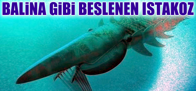 Bilim adamları şaşkın, dev ıstakoz balina gibi besleniyordu