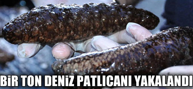 Edirne'de bir ton deniz patlıcanı yakalandı