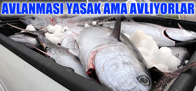 Saros Körfezi'nde kaçak avlanan orkinoslara el konuldu