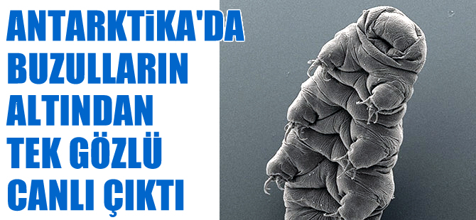 Antarktika'da buzulların altında tek gözlü canlı bulundu