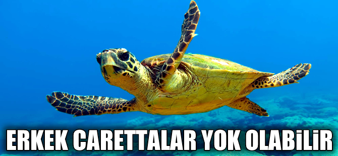 Küresel ısınma erkek deniz kaplumbağalarını yok edebilir