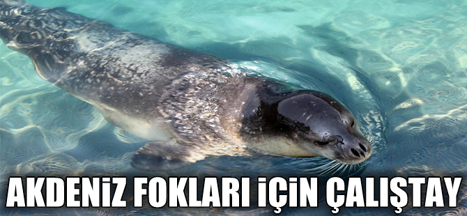 Üniversiteler Akdeniz Fokları için bir araya geliyor