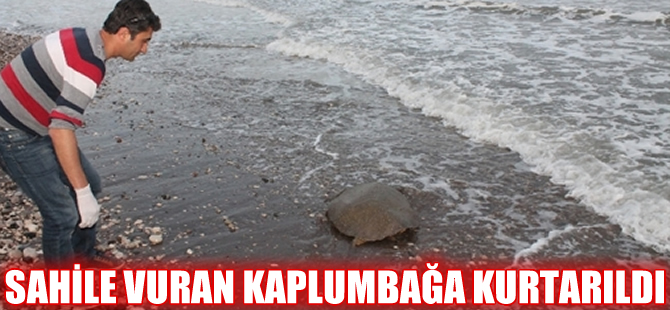Karaya vuran deniz kaplumbağası yeniden denize bırakıldı