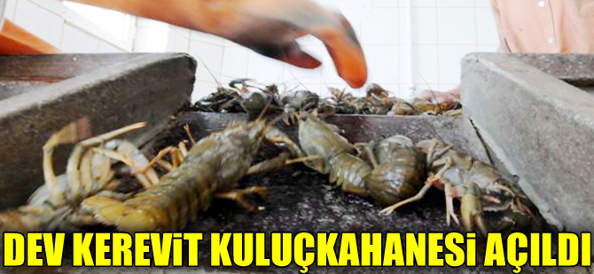 Türkiye'nin en büyük kapalı devre kerevit kuluçkahanesi açıldı