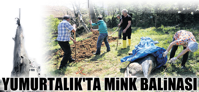Türkiye kıyılarında 10 yıl aradan sonra balina karaya vurdu