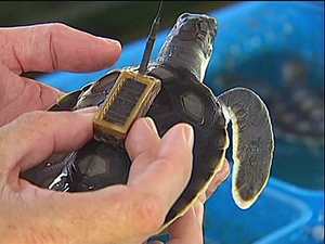 Deniz kaplumbağaları artık GPS ile takip edilecek
