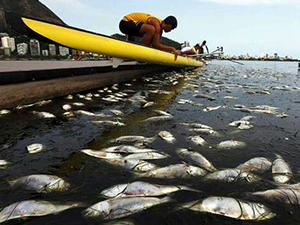 Rio de Jenerio’da kürekçilere 21 ton ölü balık eşlik etti