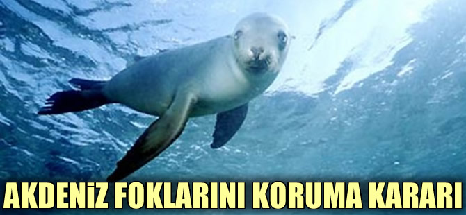Akdeniz foklarını koruma kararı çıktı