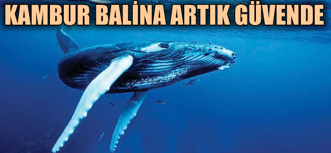 Kambur balinalar için artık risk ortadan kalktı