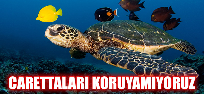 Kuşadası'nda ölü bir İribaş deniz kaplumbağası bulundu