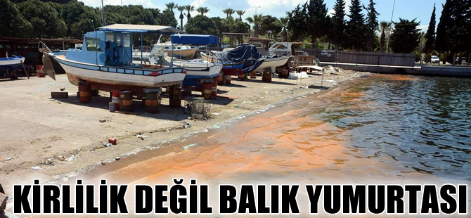 Aliağa' da denizdeki turuncu tabaka balık yumurtası çıktı