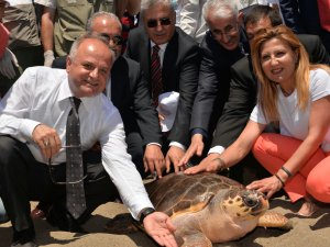 Tedavileri tamamlanan caretta carettalar Mersin'de denize bırakıldı