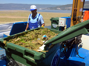 Gemlik Körfezi'ndeki renk değişikliğinin nedeni ortaya çıktı