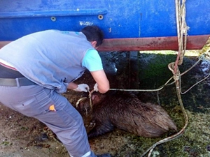 Beykoz'da denizden domuz yavrusu çıktı