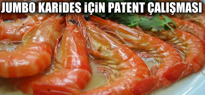 İskenderun jumbo karidesin patentini alacak