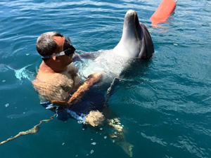 Tom isimli yunus, Kızkumu sahilinde bitkin halde bulundu