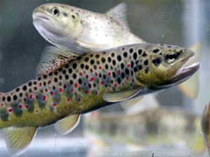 Bakanlık izni olmadan su ürünleri genetik kaynakları yurt dışına çıkarılamayacak