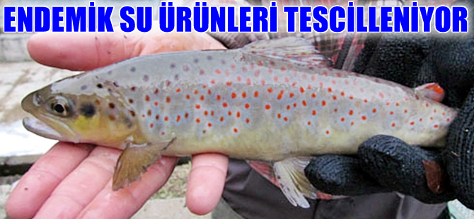 Su ürünleri genetik kaynaklarının tesciline öncelik verilecek