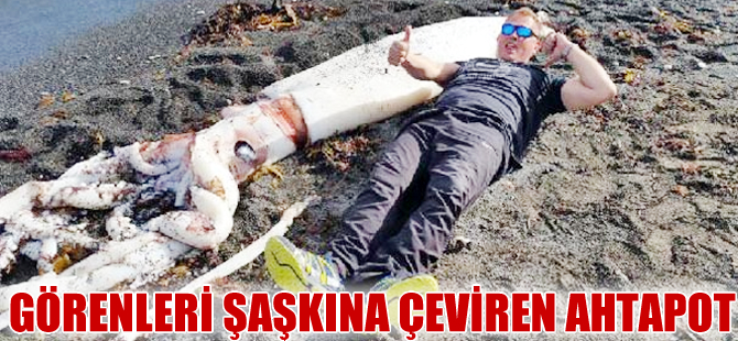 Yeni Zelanda'da dev bir ahtapot kıyıya vurdu