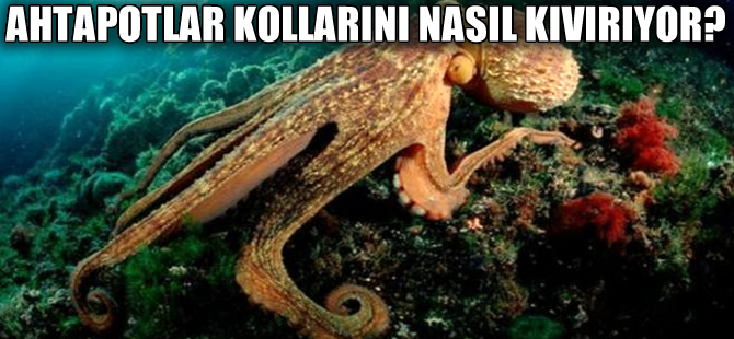 Ahtapotlar, eklemleri olmadığı halde kollarını nasıl kıvırıyor?