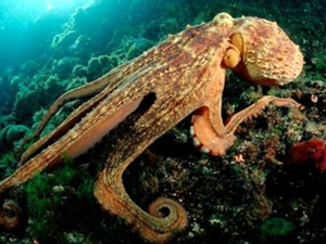 Ahtapotlar, eklemleri olmadığı halde kollarını nasıl kıvırıyor?